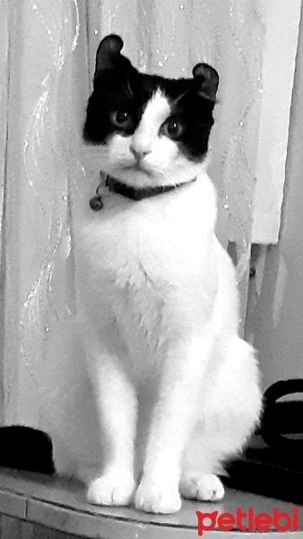 Tuxedo (Smokin) Kedi, Kedi  Bulut fotoğrafı