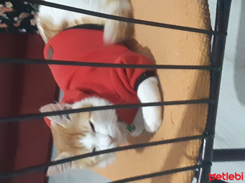 Sarman, Kedi  Paşa fotoğrafı