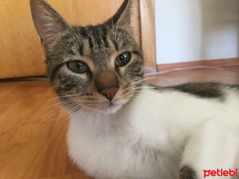 Tekir Kedi, Kedi  Hera fotoğrafı