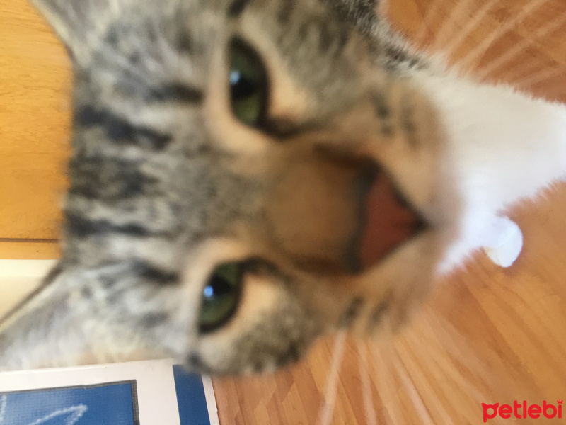 Tekir Kedi, Kedi  Hera fotoğrafı