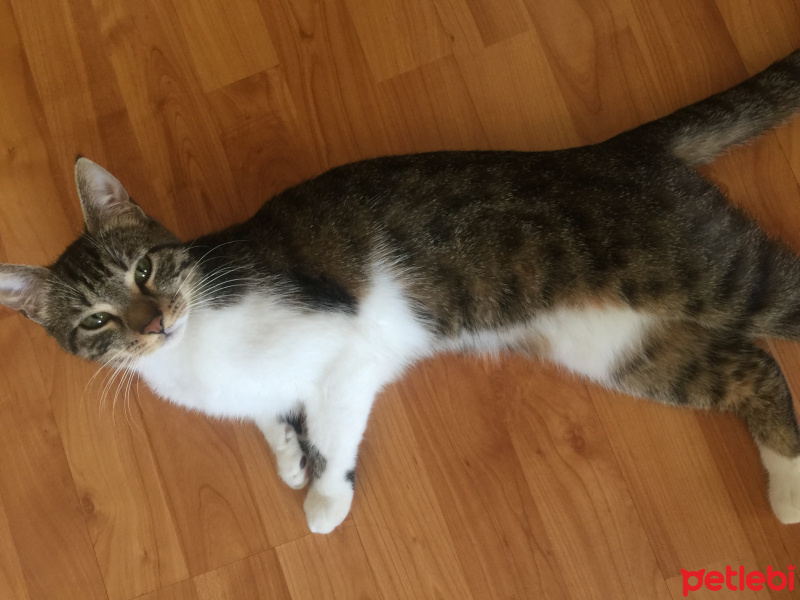 Tekir Kedi, Kedi  Hera fotoğrafı