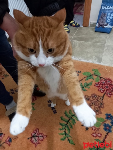 Tekir Kedi, Kedi  Boncuk fotoğrafı