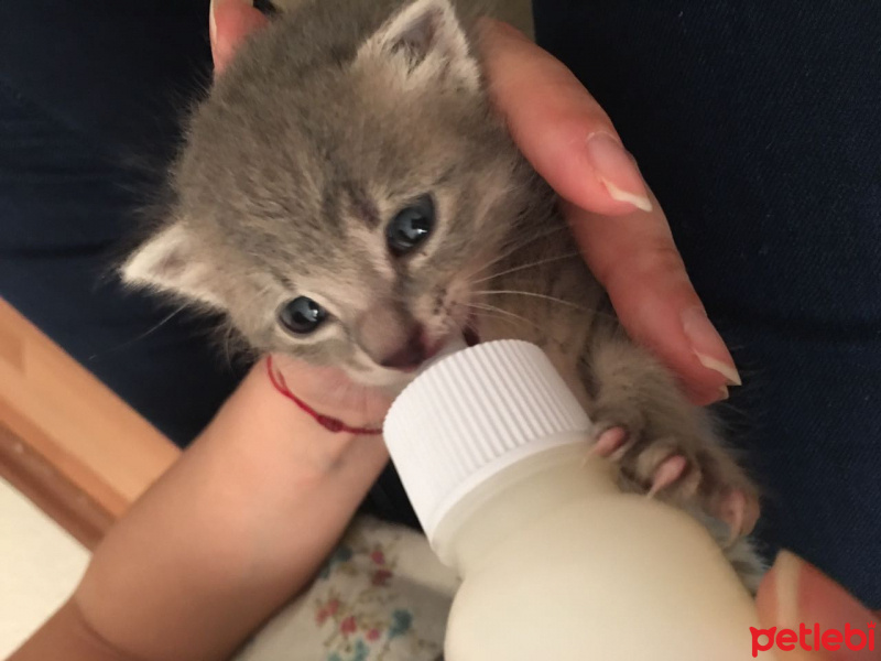 Sibirya Kedisi, Kedi  Minik  fotoğrafı