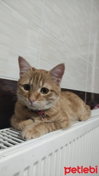 Sarman, Kedi  Tarçın fotoğrafı