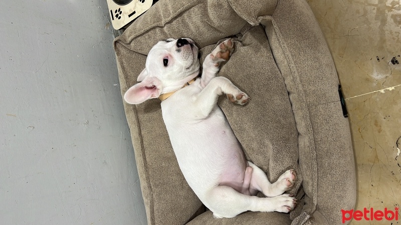 Fransız Bulldog, Köpek  REX fotoğrafı