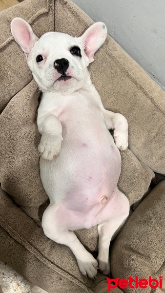 Fransız Bulldog, Köpek  REX fotoğrafı