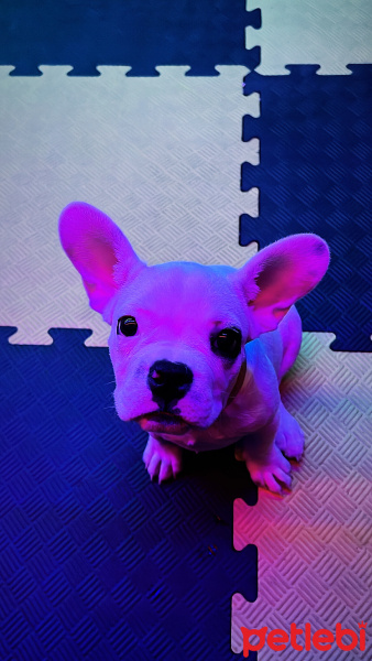 Fransız Bulldog, Köpek  REX fotoğrafı