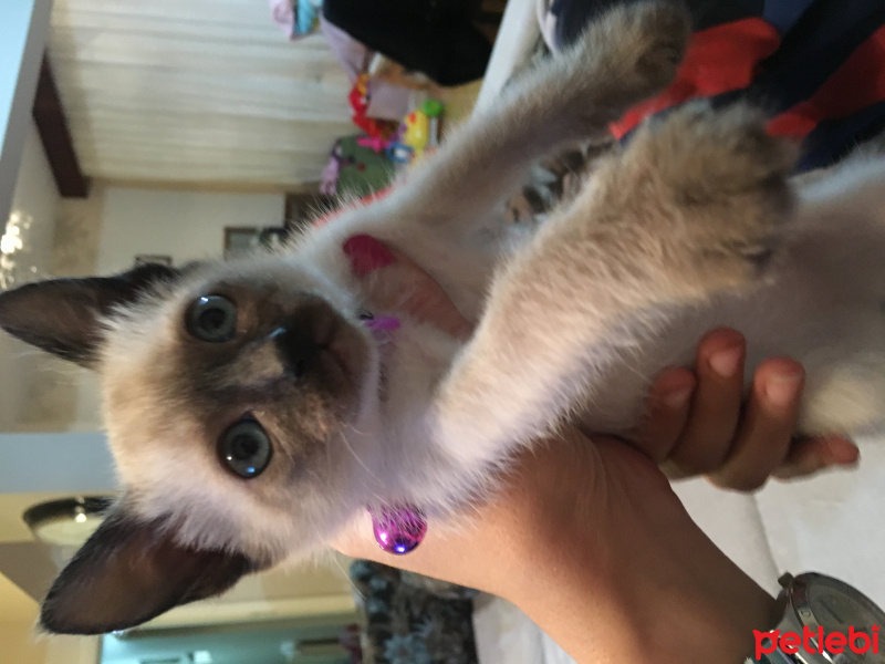 Siyam Kedisi, Kedi  Angel fotoğrafı