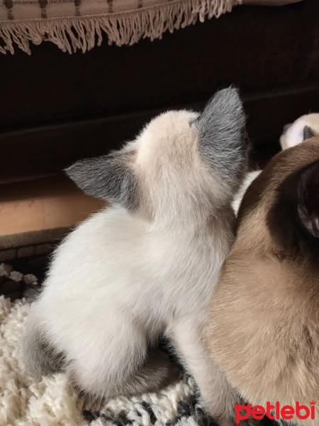 Siyam Kedisi, Kedi  Angel fotoğrafı