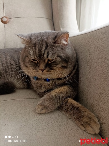 British Shorthair, Kedi  Duman fotoğrafı