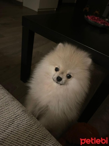 Pomeranyalı, Köpek  Chipsy fotoğrafı