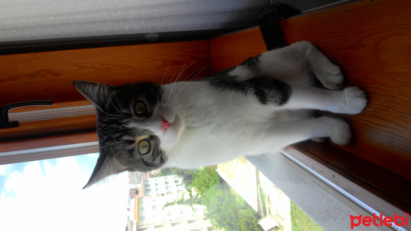 Tekir Kedi, Kedi  Paşa fotoğrafı