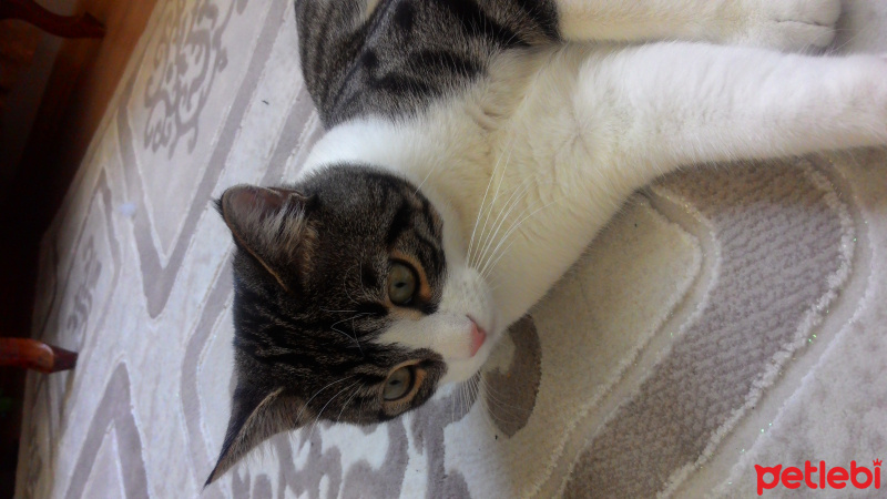 Tekir Kedi, Kedi  Paşa fotoğrafı