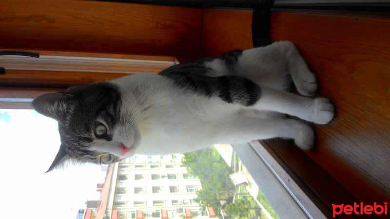Tekir Kedi, Kedi  Paşa fotoğrafı