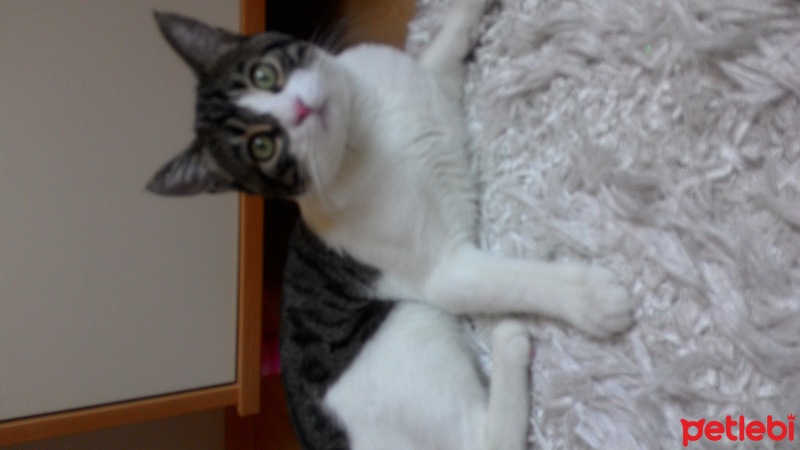 Tekir Kedi, Kedi  Paşa fotoğrafı