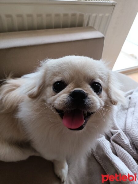 Pekingese, Köpek  Odie fotoğrafı