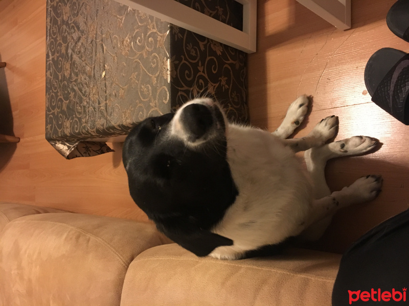 Border Collie, Köpek  Şila fotoğrafı