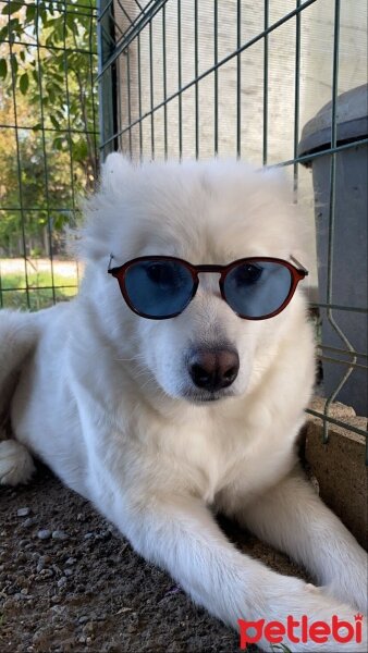 Samoyed, Köpek  Baileys fotoğrafı