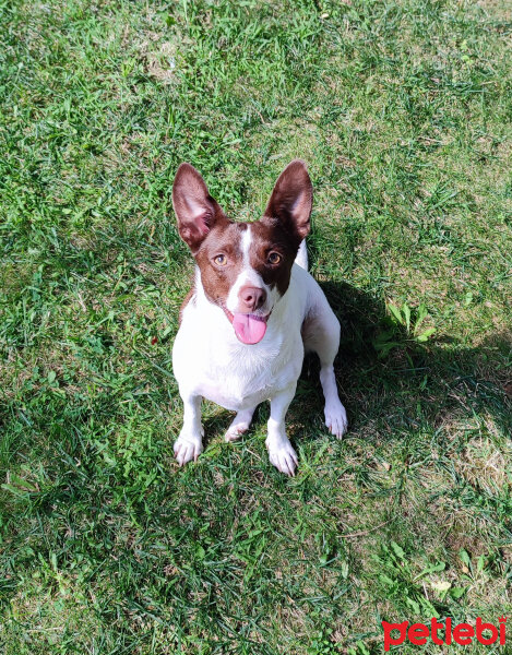 Jack Russell Terrier, Köpek  Yuki fotoğrafı