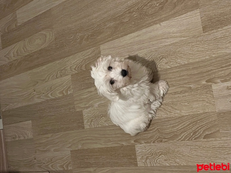 Maltese, Köpek  Lili fotoğrafı
