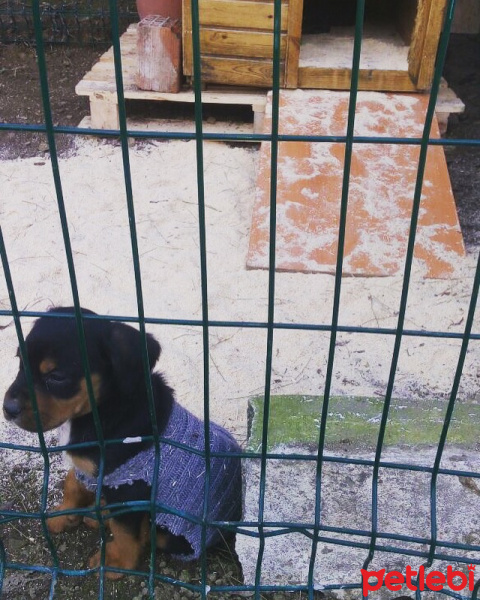 Rottweiler, Köpek  Hürrem fotoğrafı