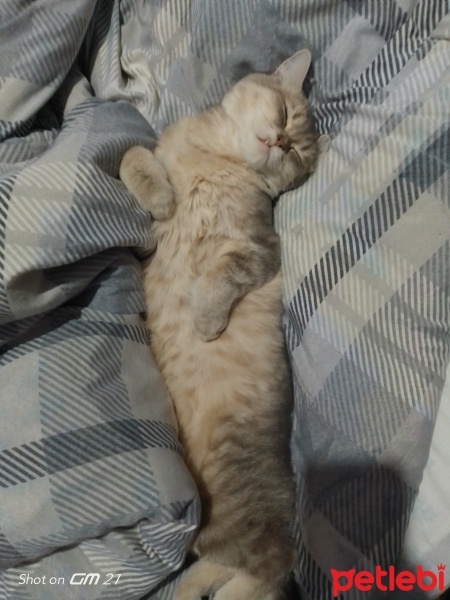 British Shorthair, Kedi  Duman fotoğrafı
