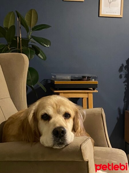 Golden Retriever, Köpek  Humus fotoğrafı