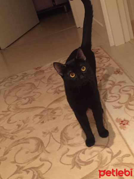 Bombay, Kedi  gece fotoğrafı