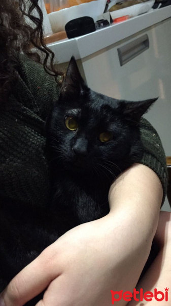 Bombay, Kedi  gece fotoğrafı