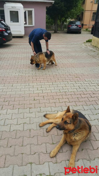 Alman Çoban Köpeği, Köpek  Asker fotoğrafı