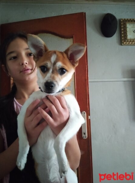 Jack Russell Terrier, Köpek  Tarçın fotoğrafı