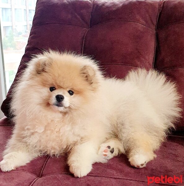 Pomeranyalı, Köpek  RİGEL fotoğrafı