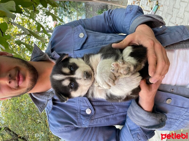 Sibirya Kurdu (Husky), Köpek  Kuzey fotoğrafı