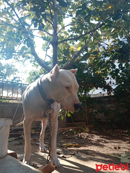 Dogo Arjantin, Köpek  Paki fotoğrafı