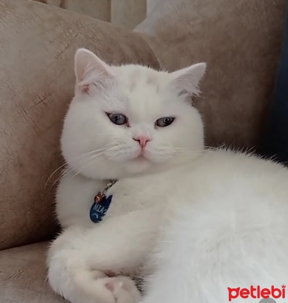 British Shorthair, Kedi  Mia fotoğrafı