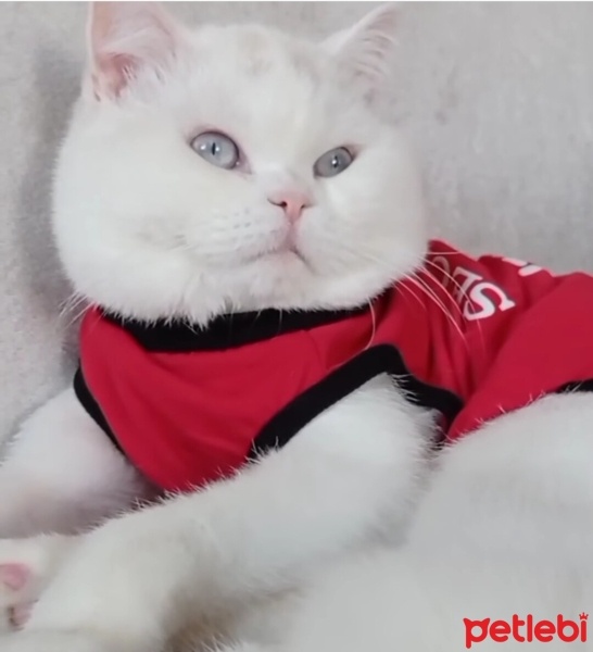 British Shorthair, Kedi  Mia fotoğrafı