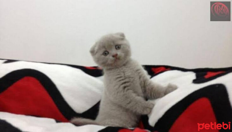 Scottish Fold, Kedi  duman fotoğrafı