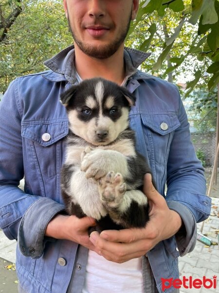 Sibirya Kurdu (Husky), Köpek  Sibirya kurdu fotoğrafı