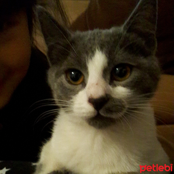 Tekir Kedi, Kedi  Mısır ipek fotoğrafı