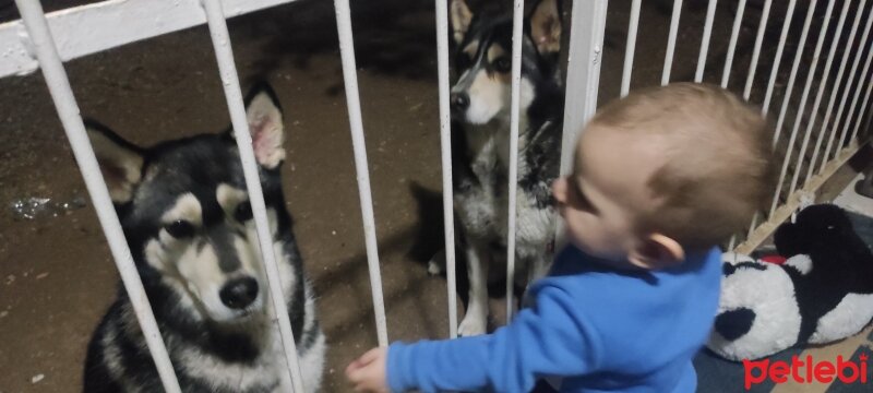 Sibirya Kurdu (Husky), Köpek  Mona Lisa Akbaş fotoğrafı