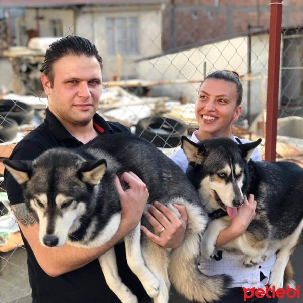 Sibirya Kurdu (Husky), Köpek  Hera Akbaş fotoğrafı