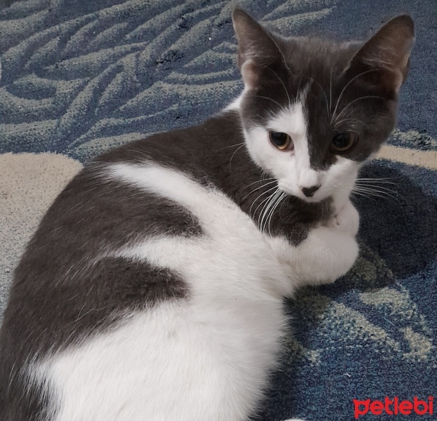 Laperm, Kedi  Dudu fotoğrafı