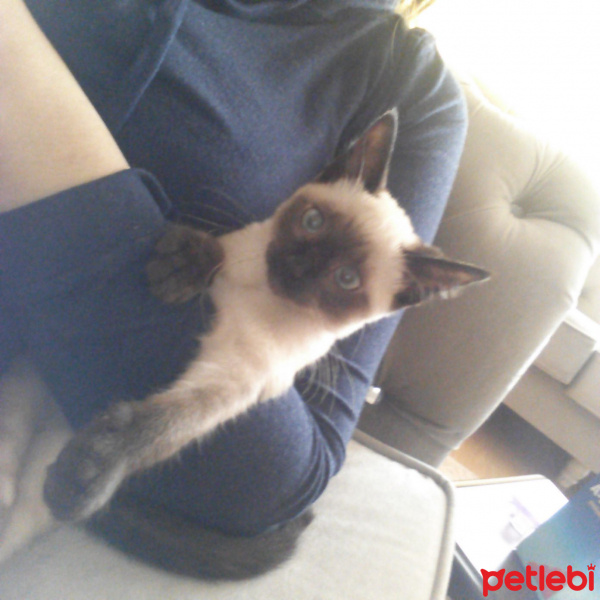 Siyam Kedisi, Kedi  karemel fotoğrafı