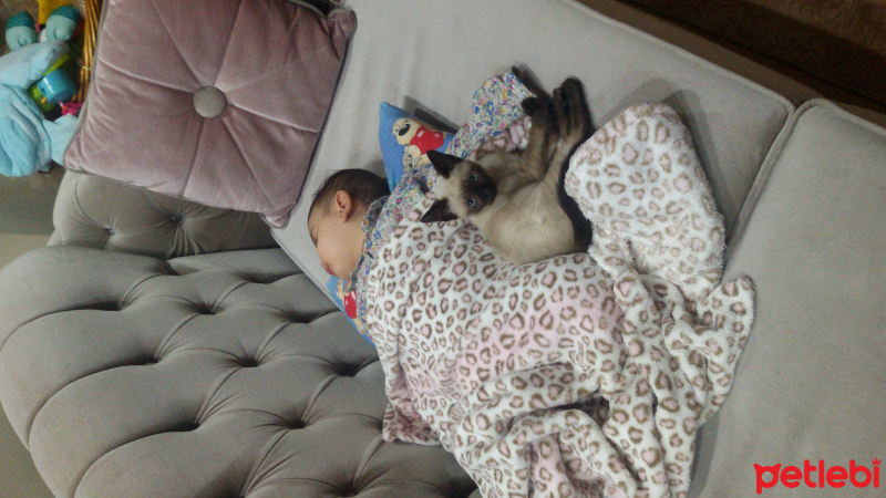 Siyam Kedisi, Kedi  karemel fotoğrafı