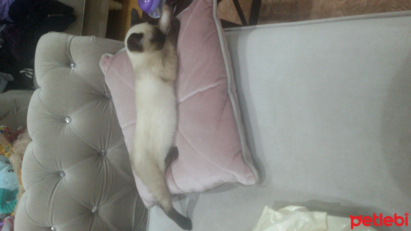 Siyam Kedisi, Kedi  karemel fotoğrafı