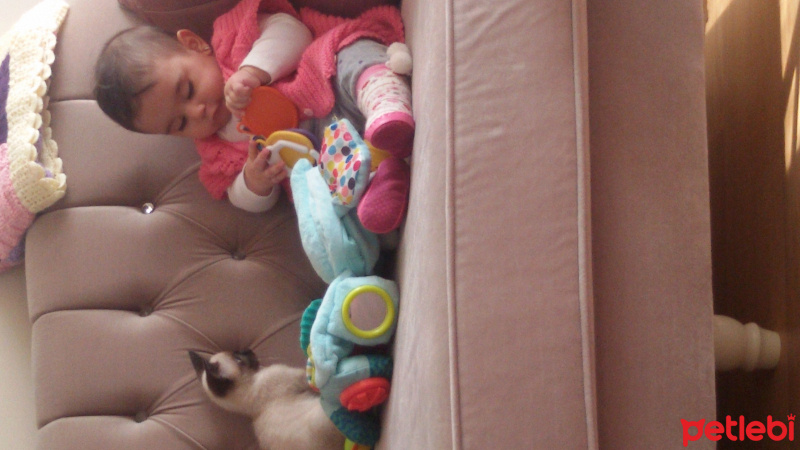Siyam Kedisi, Kedi  karemel fotoğrafı