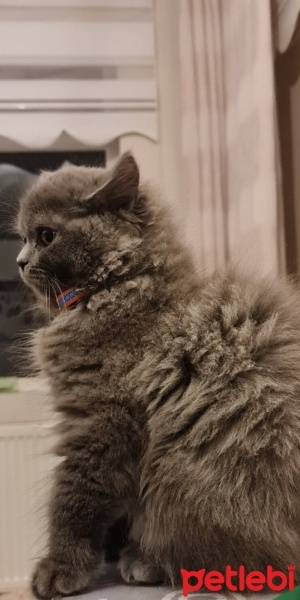 British Longhair, Kedi  Paşa fotoğrafı