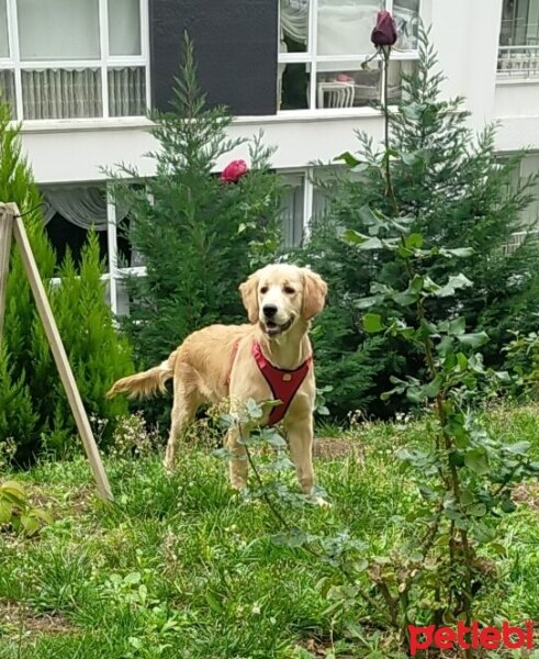 Golden Retriever, Köpek  Karamel fotoğrafı