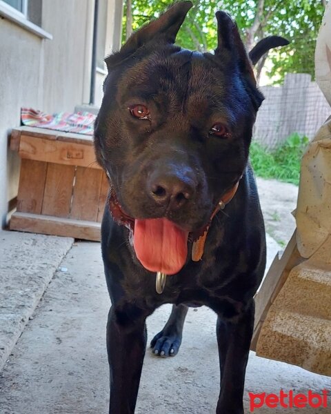 Cane Corso Italiano, Köpek  Boran fotoğrafı