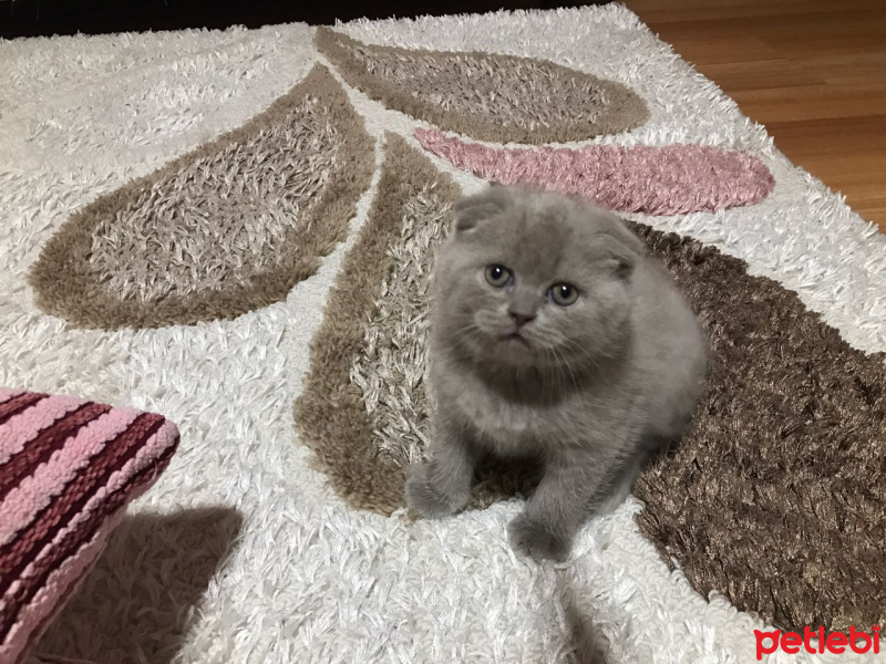 British Shorthair, Kedi  Hayal fotoğrafı
